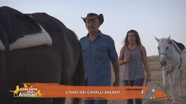 L'oasi dei cavalli salvati thumbnail