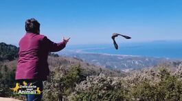 La signora dei rapaci thumbnail