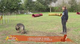 L'educazione di base: l'attenzione su stimolo thumbnail