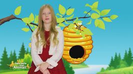 Stella's World: il significato simbolico dell'ape thumbnail