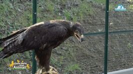 Il salvataggio di un'aquila delle steppe thumbnail