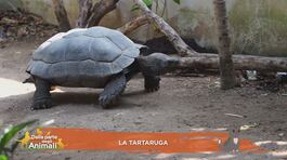 La tartaruga thumbnail