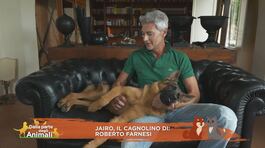 Jairo, il cagnolino di Roberto Farnesi thumbnail