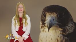 Stella's World thumbnail