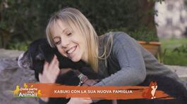 Una nuova famiglia per Kabuki thumbnail