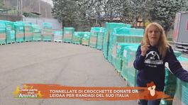 Crocchette per i randagi del sud Italia thumbnail