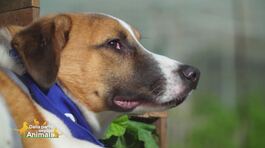 Oliver thumbnail