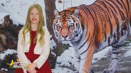 Stella's world: la tigre thumbnail
