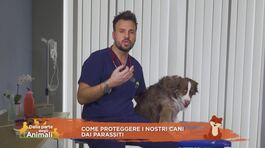 I consigli del vet thumbnail