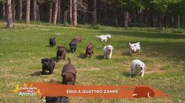 Eroi a quattro zampe thumbnail