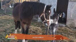 Alice e Mela thumbnail