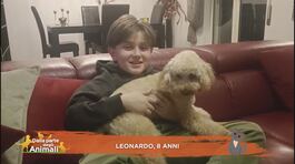 Perchè il coniglio è il simbolo di Pasqua? thumbnail