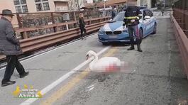 Il salvataggio di un cigno thumbnail