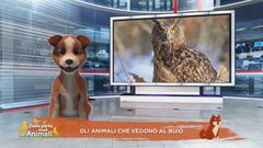Nel mondo degli animali con Speedy