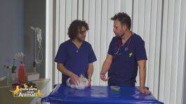 L'alimentazione del coniglio thumbnail