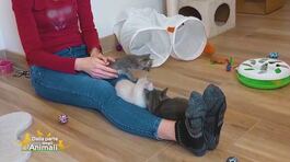 Kobe, Pepe e Latte, tre micetti adorabili thumbnail