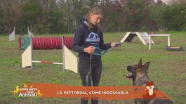 Impariamo divertendoci: la pettorina, come indossarla thumbnail