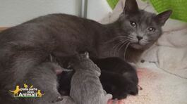 Mamma gatta e i suoi cuccioli salvati thumbnail