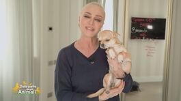Rosita, l'amica pelosetta di Paola Barale thumbnail