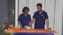 I consigli del Vet: la sterilizzazione del coniglio thumbnail