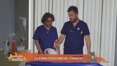 I consigli del Vet: la sterilizzazione del coniglio