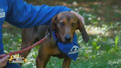 Grazie a tutti gli italiani animalisti