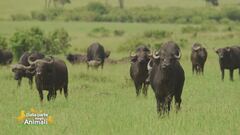 Un avventura nel meraviglioso mondo degli animali