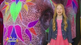 Stella's world: il significato simbolico dell'elefante thumbnail