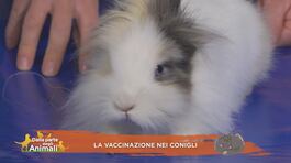 La vaccinazione dei conigli thumbnail