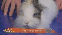 La vaccinazione dei conigli
