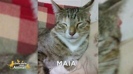 Ritroviamo Maia thumbnail