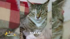 Ritroviamo Maia