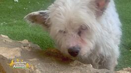 Aiutiamo gli animali in difficoltà thumbnail