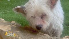 Aiutiamo gli animali in difficoltà