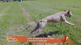 Come sapere se il tuo cane è destro o mancino thumbnail