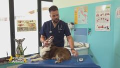 I consigli del vet