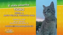 SOS animali thumbnail