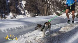 Il Cani-cross thumbnail