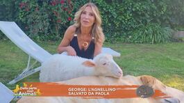 George, l'agnellino salvato da Paola thumbnail