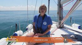 I delfini di Lisa thumbnail