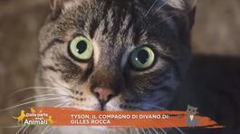 Tyson, il compagno di divano di Gilles Rocca thumbnail