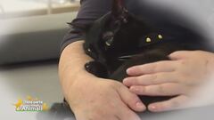 Premio Milo, dedicato ai gattini disabili Premio Milo, dedicato ai gattini disabili