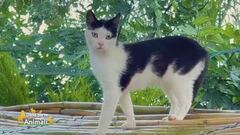 Meggy, una gattina salvata in Sardegna