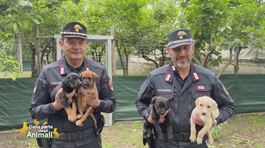 Cani salvati dai carabinieri thumbnail