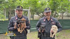 Cani salvati dai carabinieri
