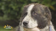 Il cucciolone Oscar