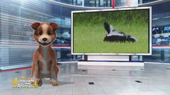 Nel mondo degli animali spruzzosi e puzzosi con Speedy