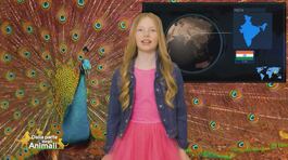 Stella's World: il pavone thumbnail