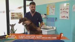 I consigli del vet: il body condition score