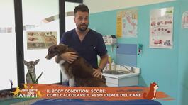 I consigli del vet: il body condition score thumbnail